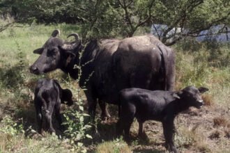 Nacimiento excepcional de búfalos mellizos en la Escuela Granja de la UNL, un hecho poco frecuente en la producción bubalina argentina.
