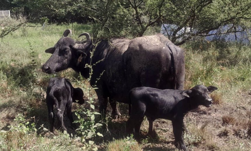 Nacimiento excepcional de búfalos mellizos en la Escuela Granja de la UNL, un hecho poco frecuente en la producción bubalina argentina.