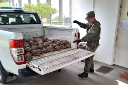 Incautación de tortugas en un operativo contra la caza y el tráfico ilegal de fauna silvestre en Santa Fe. Foto: archivo.