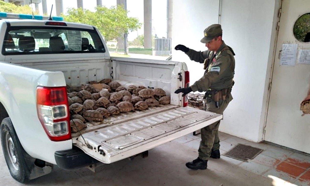 Incautación de tortugas en un operativo contra la caza y el tráfico ilegal de fauna silvestre en Santa Fe. Foto: archivo.