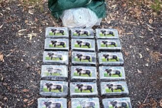 Paquetes de cocaína con el sello de un cebú secuestrados en un operativo de Gendarmería Nacional en la ciudad de San Cristóbal.