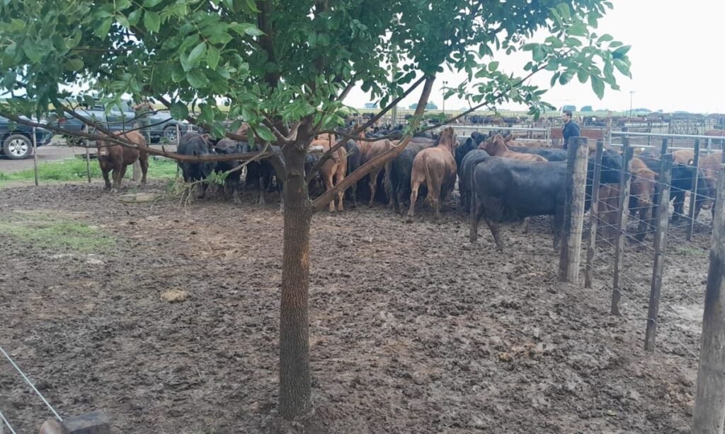 Bovinos recuperados en un establecimiento rural tras un operativo de la Policía de Santa Fe en el marco de una investigación por robo de ganado.