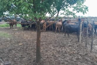 Bovinos recuperados en un establecimiento rural tras un operativo de la Policía de Santa Fe en el marco de una investigación por robo de ganado.