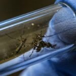 Mosquito Aedes aegypti, vector del dengue, en imagen de archivo utilizada para ilustrar la prevención de la enfermedad.