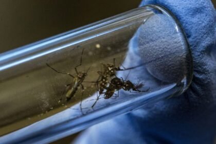 Mosquito Aedes aegypti, vector del dengue, en imagen de archivo utilizada para ilustrar la prevención de la enfermedad.