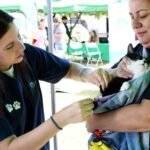 Jornada de vacunación antirrábica para perros y gatos en un espacio público, con asistencia de veterinarios municipales.