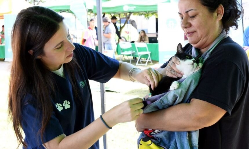 Jornada de vacunación antirrábica para perros y gatos en un espacio público, con asistencia de veterinarios municipales.