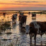 Campo rural afectado por anegamientos tras intensas lluvias en la región. Foto: archivo