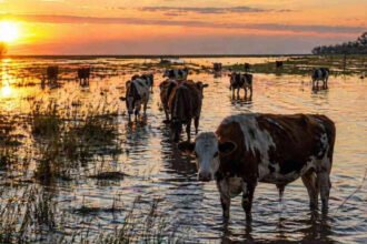 Campo rural afectado por anegamientos tras intensas lluvias en la región. Foto: archivo