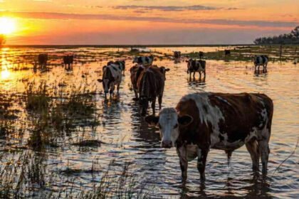 Campo rural afectado por anegamientos tras intensas lluvias en la región. Foto: archivo