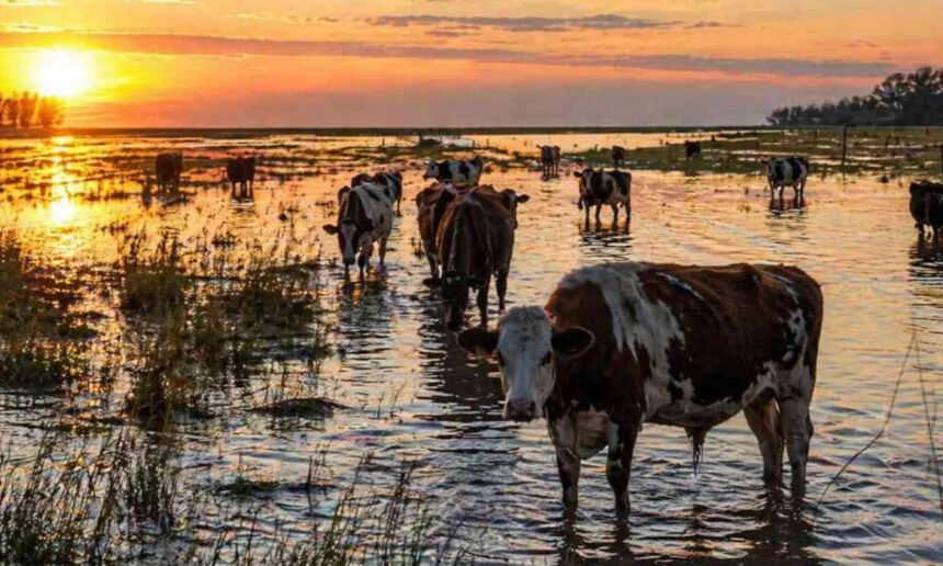 Campo rural afectado por anegamientos tras intensas lluvias en la región. Foto: archivo