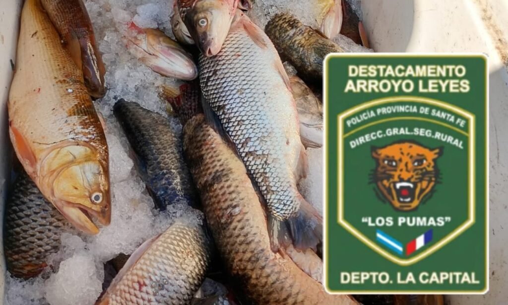 Piezas ictícolas decomisadas durante un operativo de control por pesca ilegal en Arroyo Leyes.
