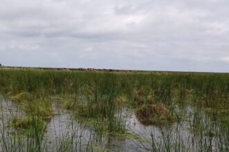 Campos anegados y caminos rurales intransitables tras intensas lluvias en el departamento Vera.