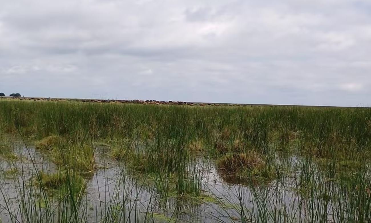 Campos anegados y caminos rurales intransitables tras intensas lluvias en el departamento Vera.