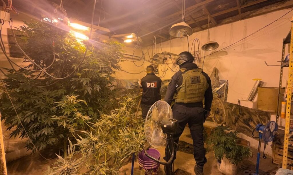 Plantas de cannabis halladas durante el procedimiento realizado por la Policía de Investigaciones en barrio Villa Hipódromo.