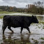 Imagen de archivo de un campo anegado en la provincia de Santa Fe tras intensas precipitaciones, una de las consecuencias que pueden generar los eventos climáticos extremos.
