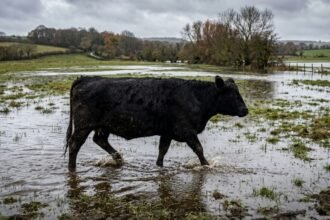 Imagen de archivo de un campo anegado en la provincia de Santa Fe tras intensas precipitaciones, una de las consecuencias que pueden generar los eventos climáticos extremos.