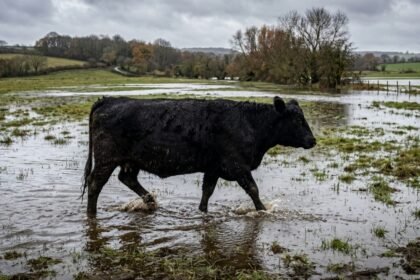 Imagen de archivo de un campo anegado en la provincia de Santa Fe tras intensas precipitaciones, una de las consecuencias que pueden generar los eventos climáticos extremos.