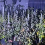 Bomberos Zapadores hallaron un cultivo de marihuana en el interior de una vivienda de Amonacid al 5400, luego de extinguir un incendio. El descubrimiento fue derivado al Comando Radioeléctrico. Imagen de archivo.