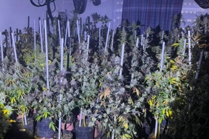 Bomberos Zapadores hallaron un cultivo de marihuana en el interior de una vivienda de Amonacid al 5400, luego de extinguir un incendio. El descubrimiento fue derivado al Comando Radioeléctrico. Imagen de archivo.