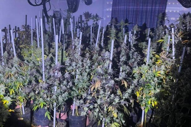 Bomberos Zapadores hallaron un cultivo de marihuana en el interior de una vivienda de Amonacid al 5400, luego de extinguir un incendio. El descubrimiento fue derivado al Comando Radioeléctrico. Imagen de archivo.
