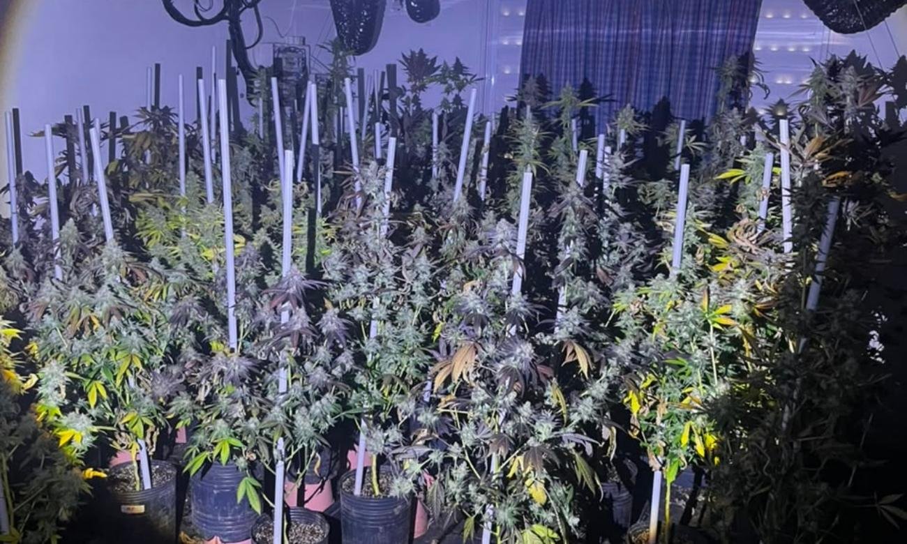 Bomberos Zapadores hallaron un cultivo de marihuana en el interior de una vivienda de Amonacid al 5400, luego de extinguir un incendio. El descubrimiento fue derivado al Comando Radioeléctrico. Imagen de archivo.