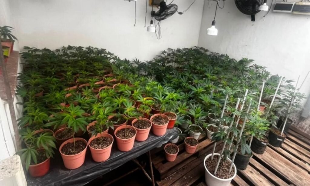 Tras un incendio en el norte de Santa Fe, bomberos encontraron un cultivo de marihuana dentro de la vivienda y dieron intervención al Comando Radioeléctrico. Imagen de archivo.