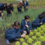 La huerta escolar se consolida como un espacio de aprendizaje, producción y contacto con la naturaleza en distintos establecimientos educativos del país.