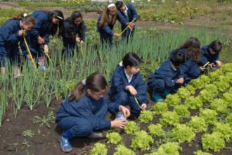 La huerta escolar se consolida como un espacio de aprendizaje, producción y contacto con la naturaleza en distintos establecimientos educativos del país.
