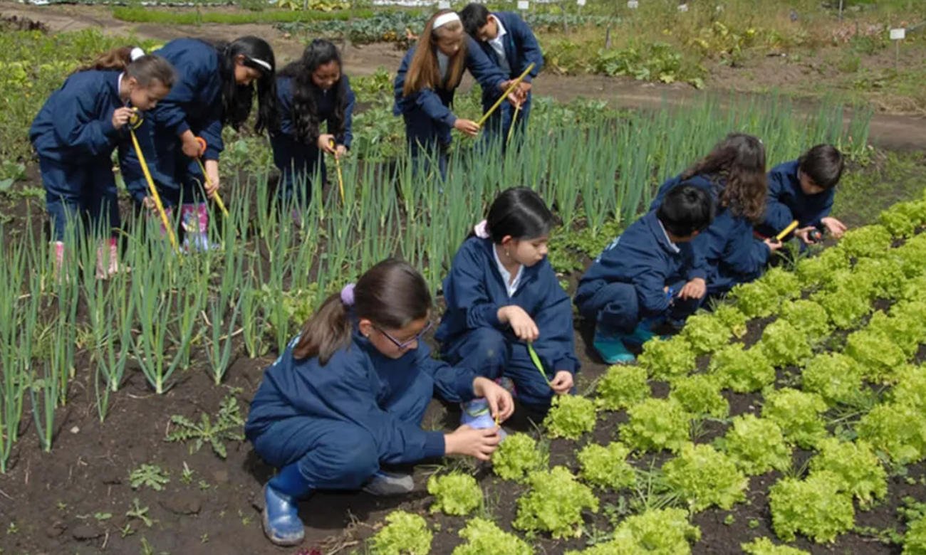 La huerta escolar se consolida como un espacio de aprendizaje, producción y contacto con la naturaleza en distintos establecimientos educativos del país.