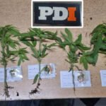Parte de los plantines de marihuana secuestrados por la Policía de Investigaciones durante el allanamiento en Rafaela. Foto: PDI.