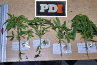 Parte de los plantines de marihuana secuestrados por la Policía de Investigaciones durante el allanamiento en Rafaela. Foto: PDI.
