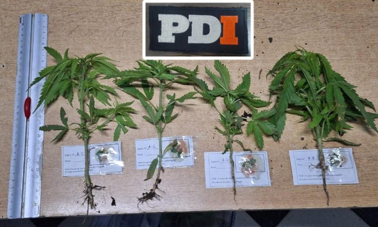 Parte de los plantines de marihuana secuestrados por la Policía de Investigaciones durante el allanamiento en Rafaela. Foto: PDI.