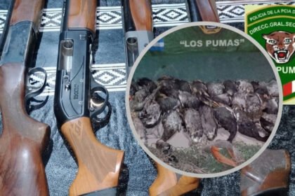 Las escopetas y los patos silvestres secuestrados durante el procedimiento realizado por la Guardia Rural Los Pumas en Huanqueros. Foto: Los Pumas.