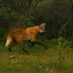 El aguará guazú es una especie de fauna silvestre protegida en la provincia de Santa Fe y declarada Monumento Natural Provincial.