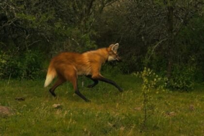 El aguará guazú es una especie de fauna silvestre protegida en la provincia de Santa Fe y declarada Monumento Natural Provincial.