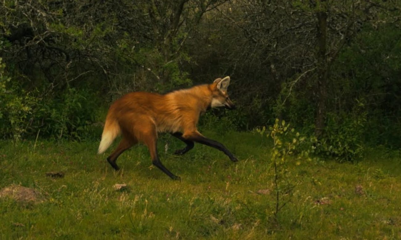 El aguará guazú es una especie de fauna silvestre protegida en la provincia de Santa Fe y declarada Monumento Natural Provincial.