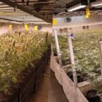 Operativo policial relacionado con el secuestro de plantas y flores de cannabis. Imagen de archivo.