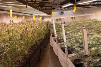 Operativo policial relacionado con el secuestro de plantas y flores de cannabis. Imagen de archivo.