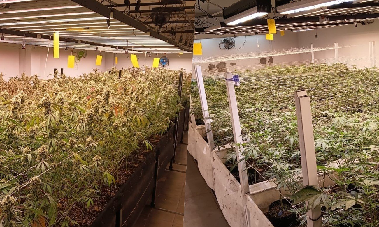 Operativo policial relacionado con el secuestro de plantas y flores de cannabis. Imagen de archivo.