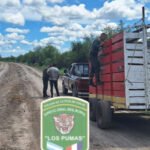 Camión que trasladaba cinco animales vacunos y fue inspeccionado por Los Pumas en la zona rural de Calchaquí.