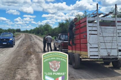 Camión que trasladaba cinco animales vacunos y fue inspeccionado por Los Pumas en la zona rural de Calchaquí.