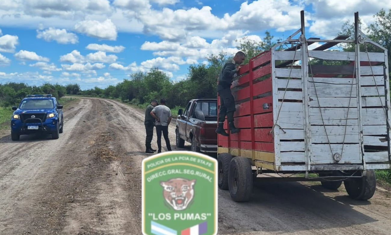 Camión que trasladaba cinco animales vacunos y fue inspeccionado por Los Pumas en la zona rural de Calchaquí.