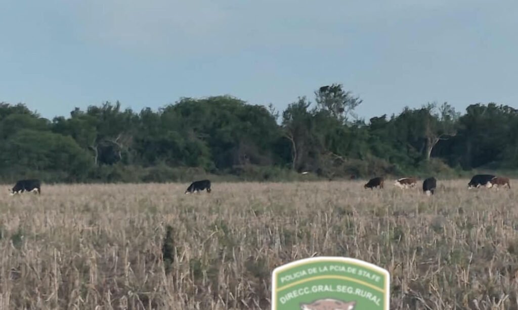 Animales vacunos en un campo de la región del departamento Vera.