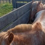 Algunos de los equinos recuperados por la Guardia Rural “Los Pumas” tras la investigación por el robo de animales en Cululú.
