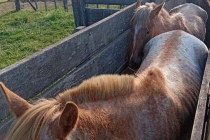 Algunos de los equinos recuperados por la Guardia Rural “Los Pumas” tras la investigación por el robo de animales en Cululú.