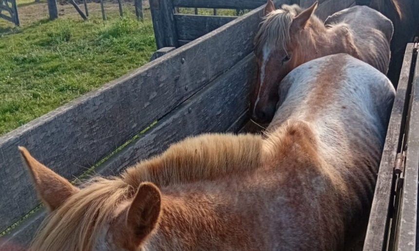 Algunos de los equinos recuperados por la Guardia Rural “Los Pumas” tras la investigación por el robo de animales en Cululú.
