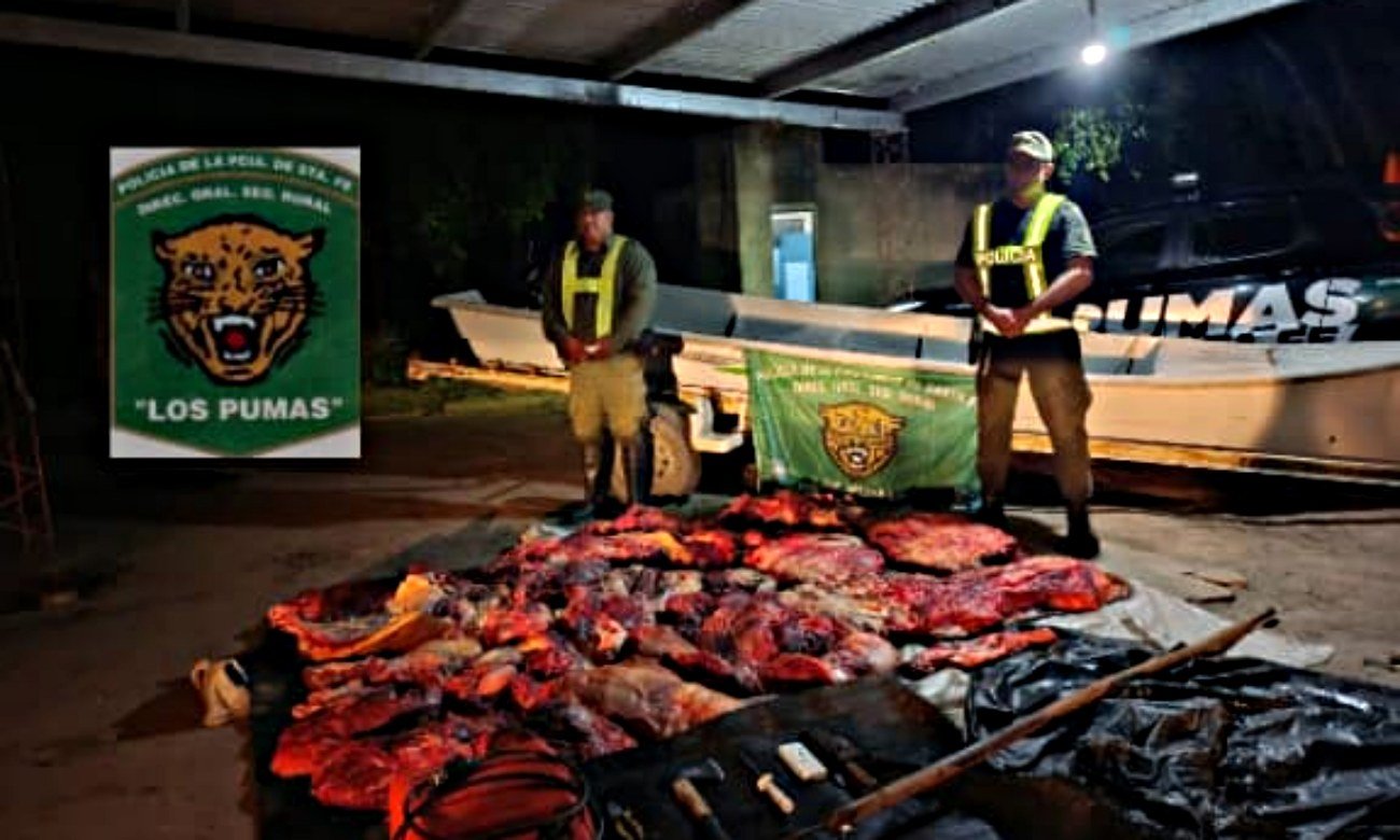 Personal de Los Pumas secuestró aproximadamente 300 kilos de cortes de carne vacuna durante un procedimiento en una zona de islas de Colonia Mascías.