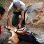 La presencia de animales silvestres en zonas urbanas requiere la intervención de personal especializado para garantizar su seguridad y la de la población. Foto de archivo.