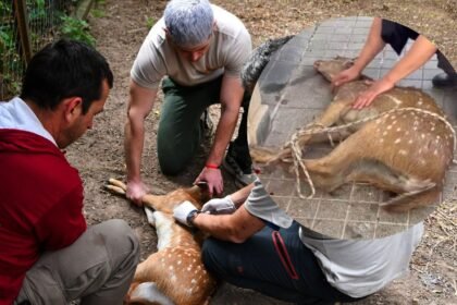 La presencia de animales silvestres en zonas urbanas requiere la intervención de personal especializado para garantizar su seguridad y la de la población. Foto de archivo.